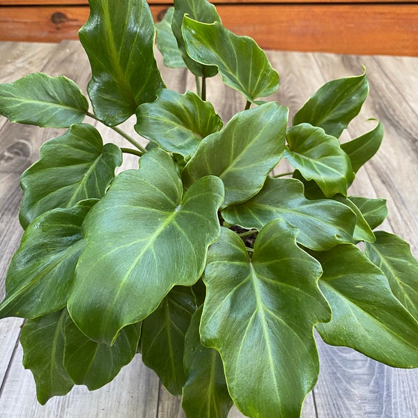 Philodendron Xanadu , in 6" pot, house plant