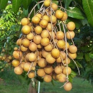 kohala longan in 4&quot; Pot