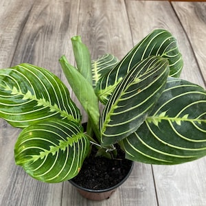 May include: A potted Maranta leuconeura plant, also known as a prayer plant, with dark green leaves and light green veins. The plant is in a small black pot, set against a gray wooden surface.