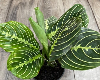 Maranta Lemon Lime in 4" or 6" Pot  (ALL STARTER PLANTS require you to purchase 2 plants!)