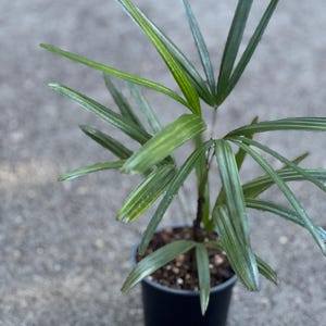Rhapis Palm ,Lady Palm in 4&quot;  Pot, Air Purifying Plant, indoor or outdoor