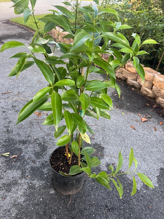 Large, Cinnamon Tree in 10