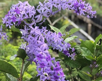 Petrea racemosa , Purple Queens Wreath,  Sandpaper Vine in 4 "Pot