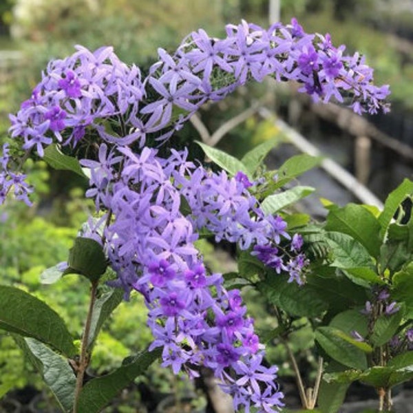 Petrea racemosa , Purple Queens Wreath,  Sandpaper Vine in 4 "Pot