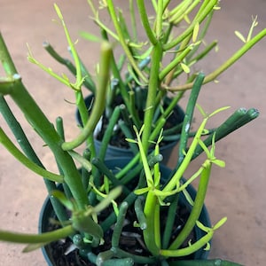 Euphorbia tirucalli, Pencil Cactus in 6&quot; Pot