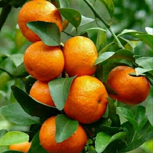 Grafted Kishu mandarin tree in Half Gallon Pot, Tangerine FLORIDA shipping only