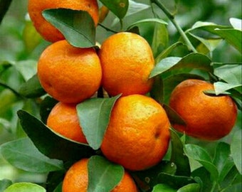 Grafted Kishu mandarin tree in Half Gallon Pot, Tangerine