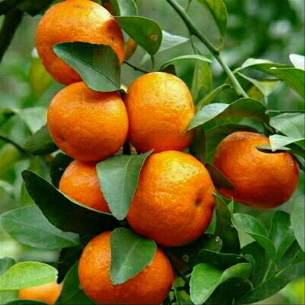 Grafted Kishu mandarin tree in Half Gallon Pot, Tangerine