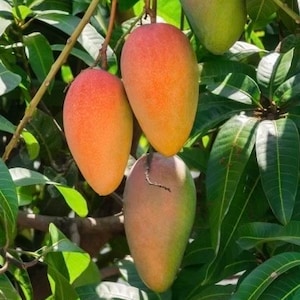 Maha Chanok mango , grafted in 3 gallons or 6 inch pot, Rainbow mango, MahaChanok