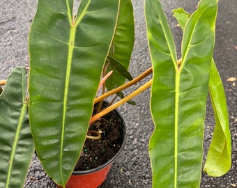 Philodendron Billietiae in 6" Pot