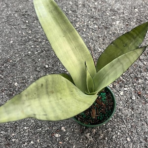 Sansevieria, Moonshine, Snake plant, Live house plant  in 4&quot; inch pot