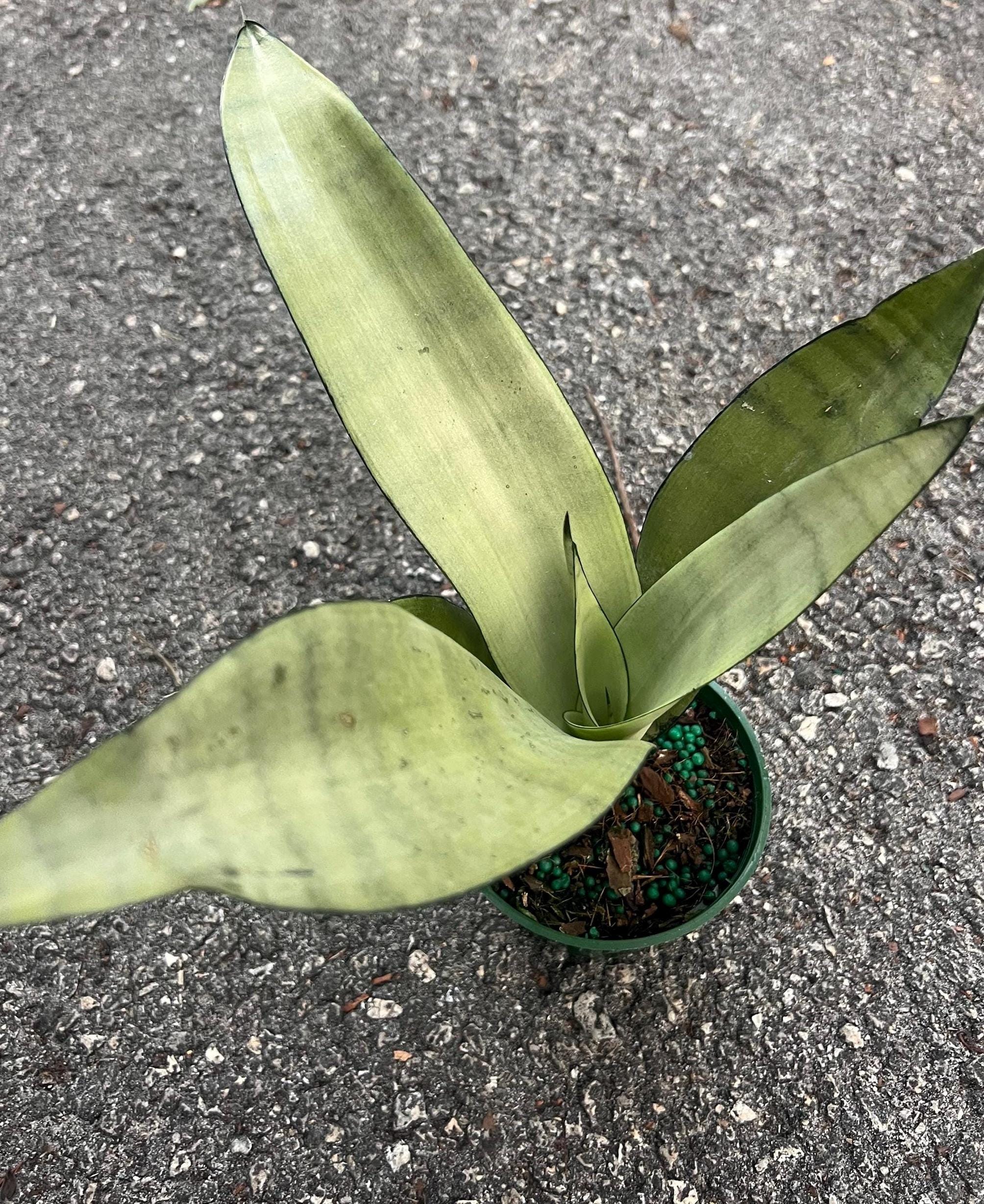 Sansevieria, Moonshine, Snake Plant, Live House Plant in 4" Inch Pot - Etsy