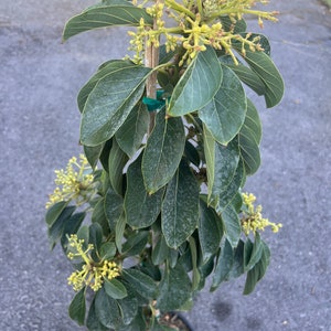 Russell Avocado Tree , Grafted in 3 Gallon Pot image 4