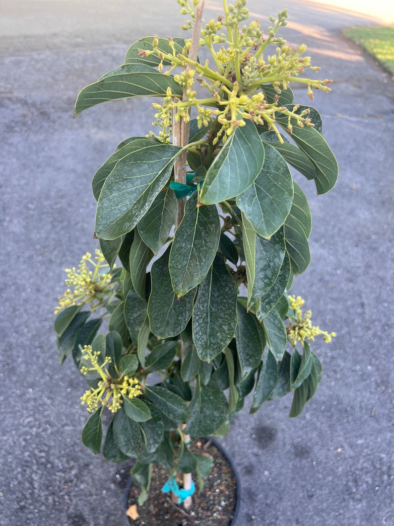 Russell Avocado Tree , Grafted in 3 Gallon Pot image 4