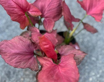May include: A Syngonium plant featuring multiple arrow-shaped leaves in a vibrant shade of pink. The foliage displays prominent veins and a smooth texture, with some leaves showing subtle darker pink or reddish tones along the edges and stems.