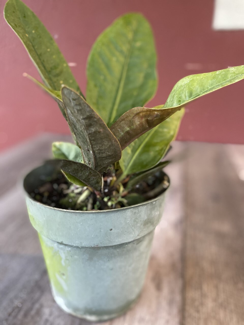 Anthurium Superbum Birds Nest Anthurium Live House Plant Etsy