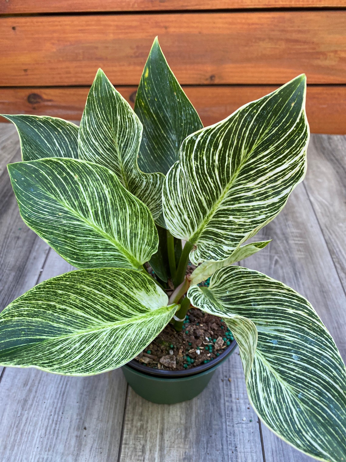 Philodendron 'Birkin' in 6 inch pot image 0