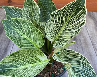 Philodendron 'Birkin' - in 6" inch pot