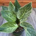 see more listings in the Philodendron section