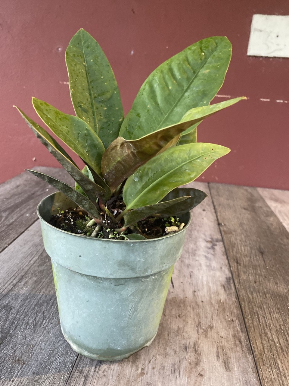 Anthurium Superbum Birds Nest Anthurium Live House Plant Etsy