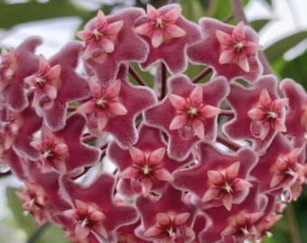 Hoya Pubicalyx Splash in 6"Pot with Hoop