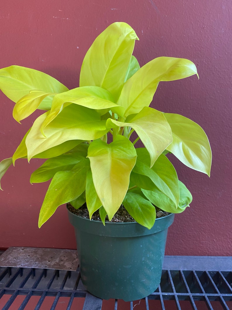 Philodendron Golden Goddess 6 pot or 8 pot image 9