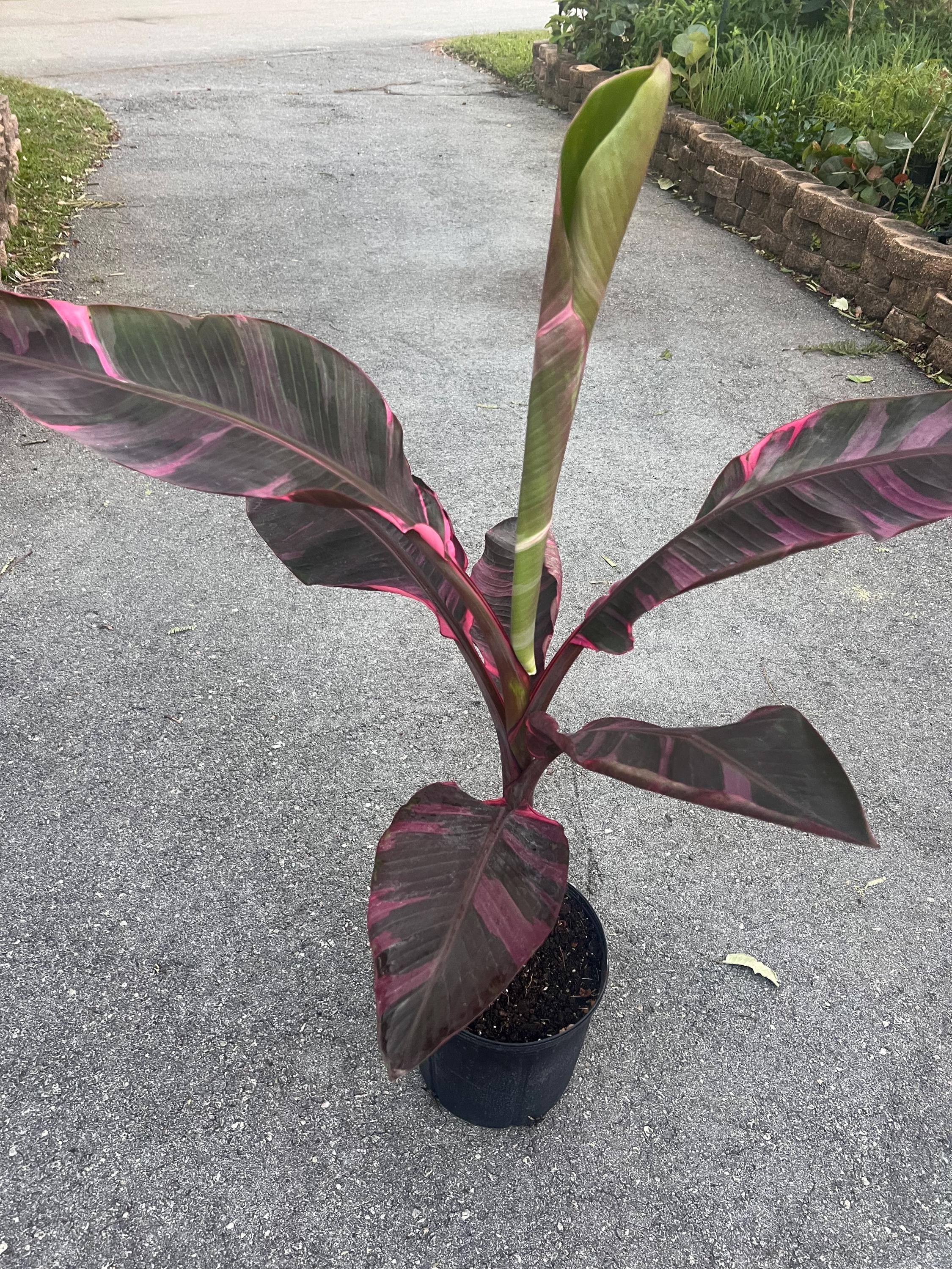 Large Musa 'pink Variegated' Banana in 10