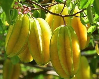 Star Fruit Averrhoa Carambola, Grafted, in 3 gallons pot.  Kary starfruit, Kari,  no ship to HI