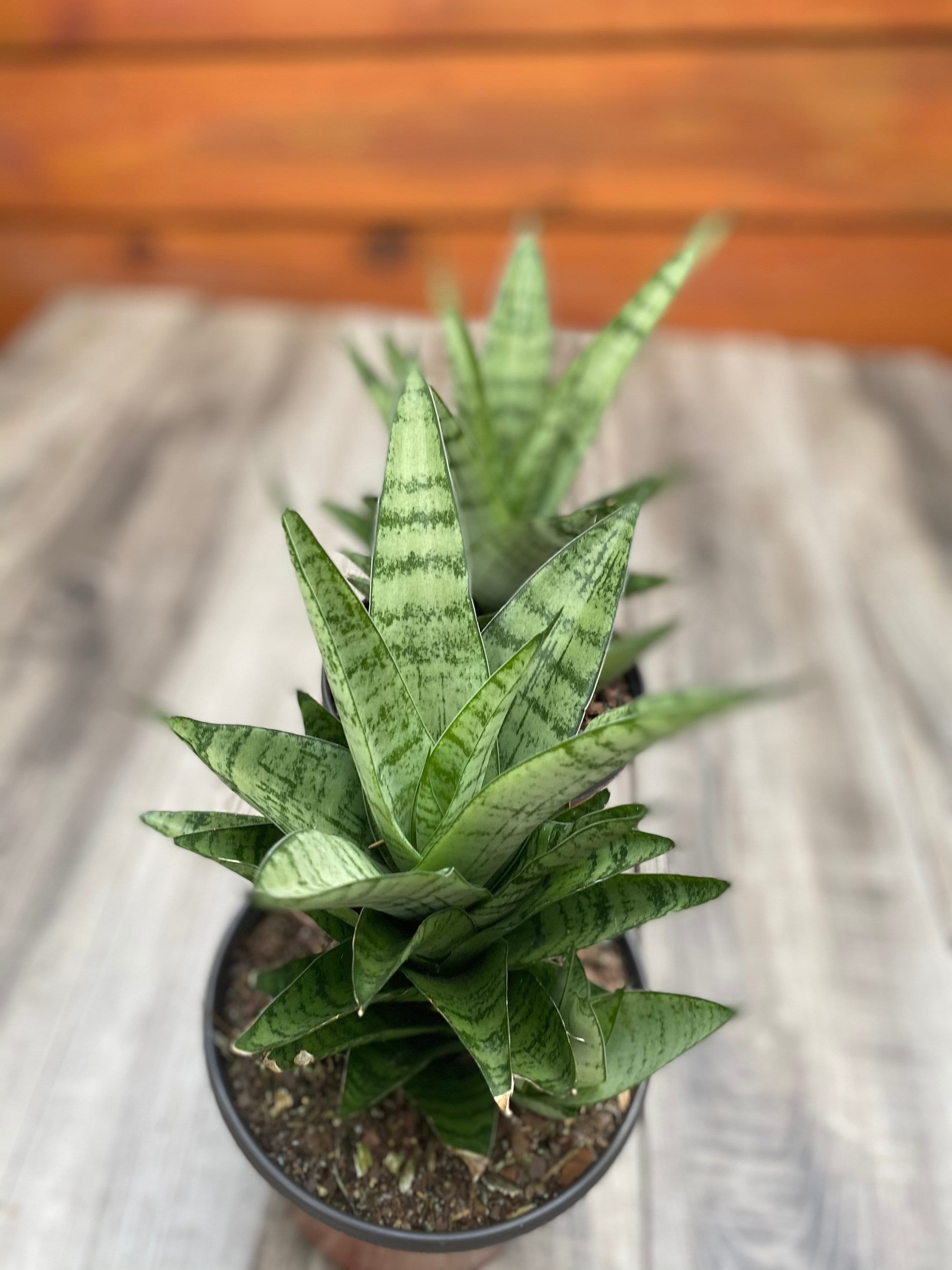 Sansevieria Hybrid \u2018Silver Surfer\u2019 Sansevieria Hybrid \u2018Silver Surfer\u2019
