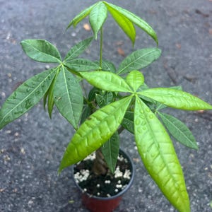 May include: A small green potted plant with multiple leaves. The plant is in a brown pot with white decorative stones around the base.