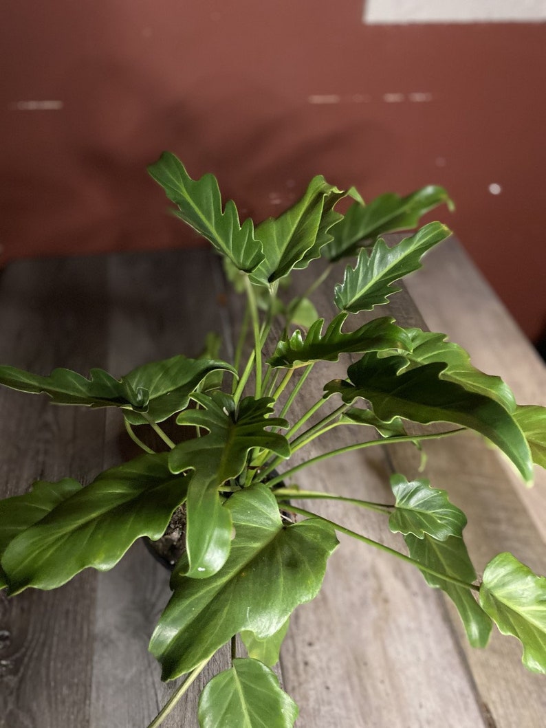 philodendron deja vu philodendron deja vu