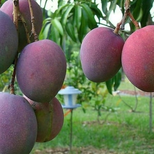 Tommy Atkins  Mango Tree. grafted in 3 gallons pot,  No Ship to HI
