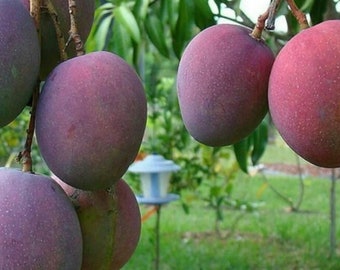 Tommy Atkins  Mango Tree. grafted in 3 gallons pot