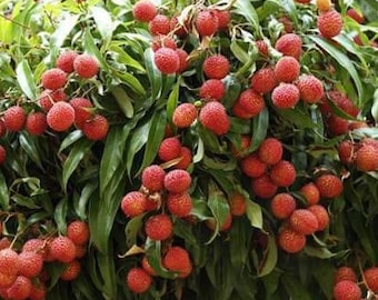 Large Sweetheart Lychee in 10" Pot, 3 to 4 Ft tall, grafted