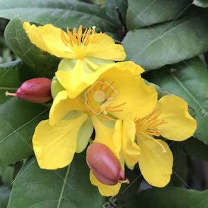 Ochna serrulata, mickey mouse plant in 4&quot; Pot