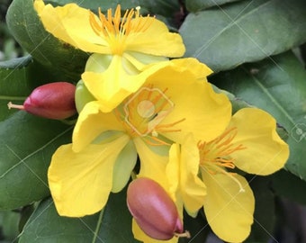 Ochna serrulata, mickey mouse plant in 4" Pot