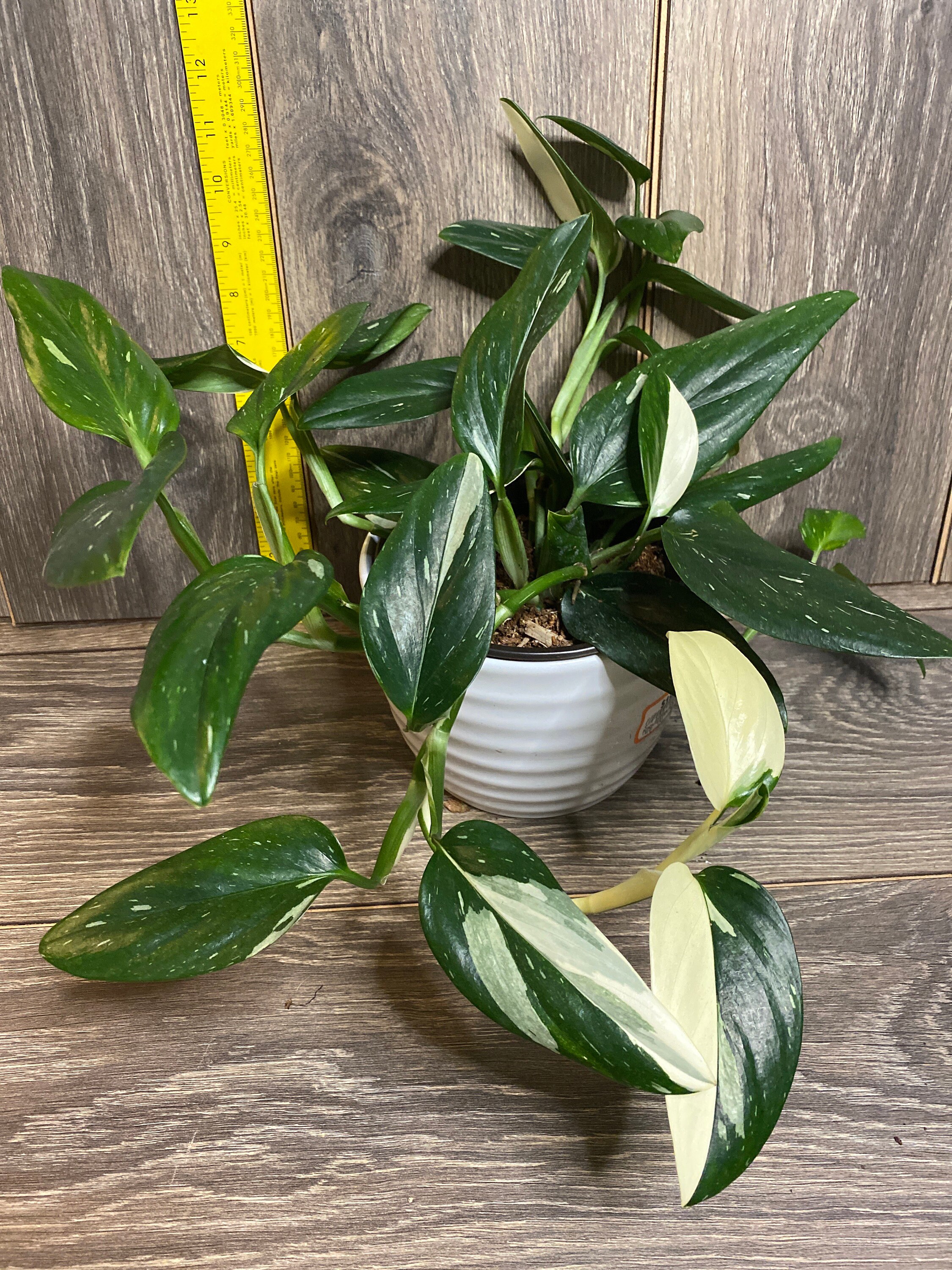 Monstera Standleyana Albo In 4 Pot Philodendron Cobra Etsy Singapore