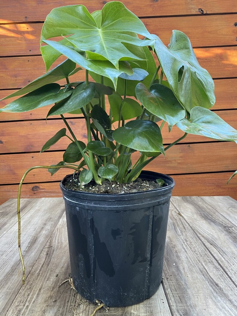 Philodendron Monstera Deliciosa Live Plant 3 Gallon Etsy