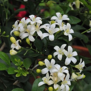 Lake view Jasmine, in 4&quot; Pot,  Murraya paniculata, Orange Jasmine, No ship to CA, Hi, Az, La, TX, Pr, Al, VI