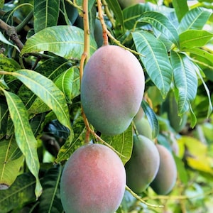 Grafted, Pickering  Mango Tree. grafted in 1/2  gallon pot