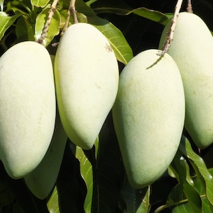 Nam Doc Mai, Thai Mango Tree,  grafted in 3 gallons pot,  No Ship to HI