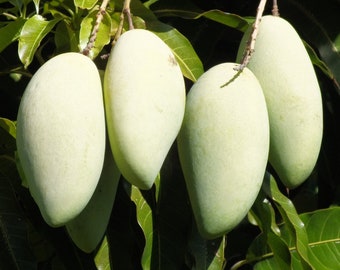 Nam Doc Mai, Thai Mango Tree,  grafted in 3 gallons pot,  No Ship to HI