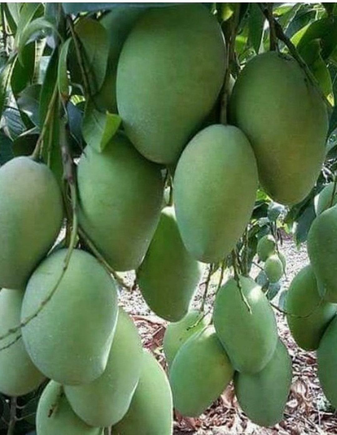 Sugar Loaf Mango Tree. Grafted in 3 Gallons Pot Etsy