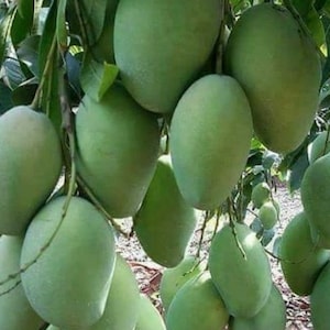 Sugar Loaf Mango Tree. grafted in 3 gallons pot
