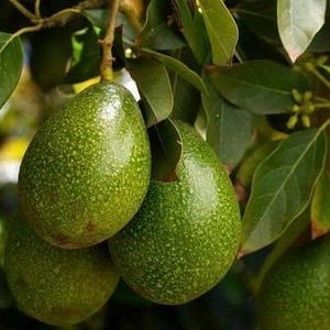 Marcus Pumpkin Avocado Tree  , “Cold Hardy”  Grafted in 3 Gallons Pot, No Ship to CA and HI
