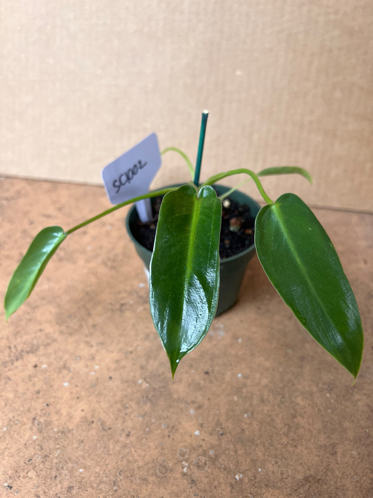 Philodendron Spiritussancti in 4 Pot Exact Plant Etsy