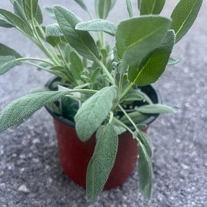 May include: A potted sage plant with soft, textured, green leaves. The plant is in a small, red plastic pot. The leaves have a slightly fuzzy appearance. The plant is outdoors on a gray surface.