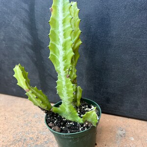 Euphorbia Lactea Variegated in 4 Pot, rare image 5