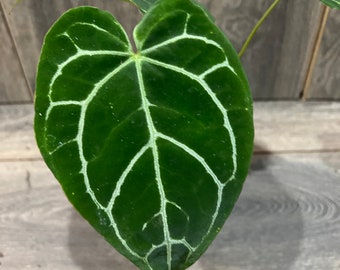 Anthurium Crystallinum in 4”pot