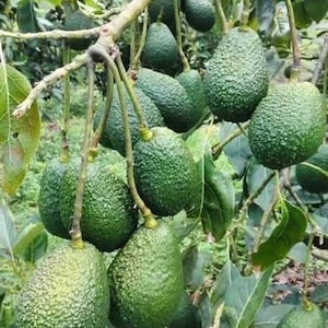 Haas Avocado Tree  , Grafted in 3 Gallons Pot, No Ship AK AZ OR also Hi
